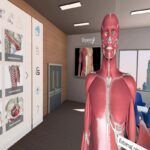 3d organon vr anatomy